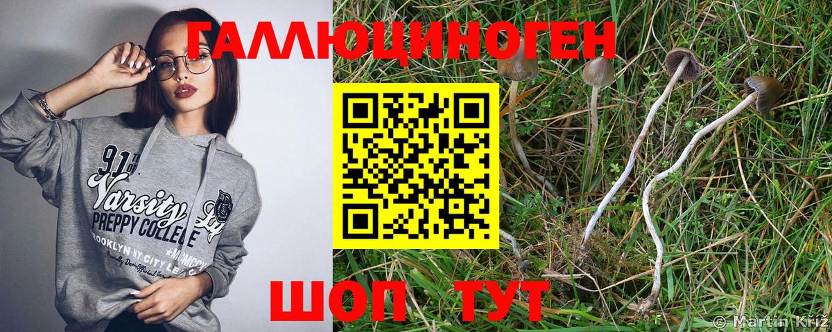 Галлюциногенные грибы Psilocybine cubensis Котовск